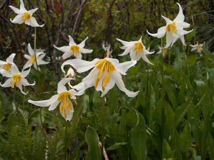 Avalanche lilies bloom near the summit of Silver Star Mountain in June.