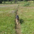 Jasmine returns from a small stream flowing through Elk Meadows near the shelter. It looks like this part of the meadow is wet in spring and mostly dries out in the summer.