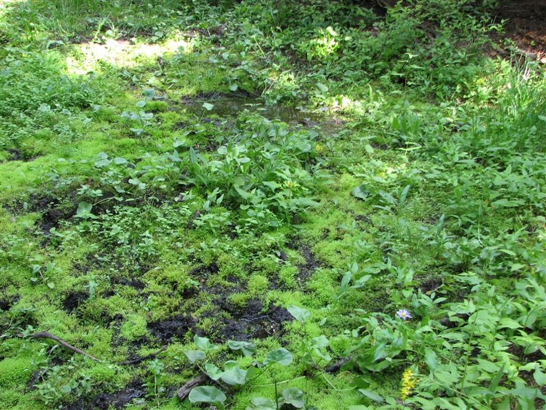 A small spring in the forest near the junction of the Elk Meadows Perimeter trail and the Knarl Ridge access trail provides a lush growing area for marsh plants.