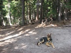 Jasmine taking a break at the junction of the Knarl Ridge Trail and the Timberline Trail. This section of the Timberline Trail drops down into the woods for the crossing of Newton Creek.