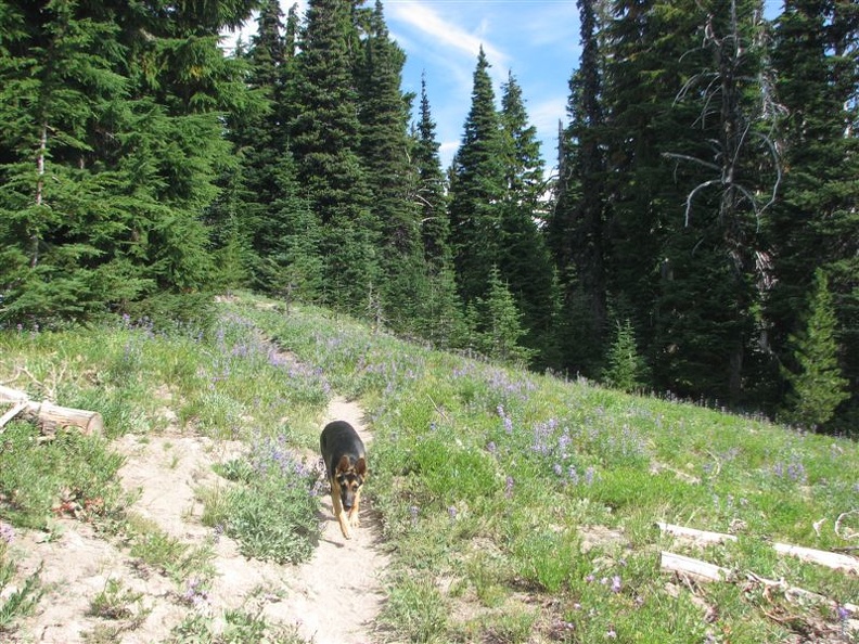 Jasmine walking on the Timberline Trail west of the junction of the Knarl Ridge Trail and the Timberline Trail.