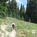 Jasmine walking on the Timberline Trail west of the junction of the Knarl Ridge Trail and the Timberline Trail.