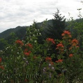 Indian Paintbrush and other shrubs bloom in springtime along the Elk Mountain Trail.