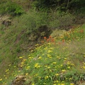 Indian Paintbrush and other wildflowers bloom along the Elk Mountain Trail.