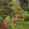 Flowering Currant blooms along the Elk Mountain Trail.