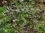 Small-Flowered Blue-Eyed Mary (Latin Name: Collinsia parviflora) makes a beautiful patch of color along the Elk Mountain to Kings Mountain Trail.