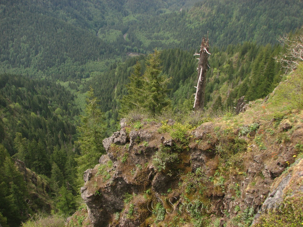 A view of the Tillamook State Forest from the Elk Mountain-Kings Mountain Trail.