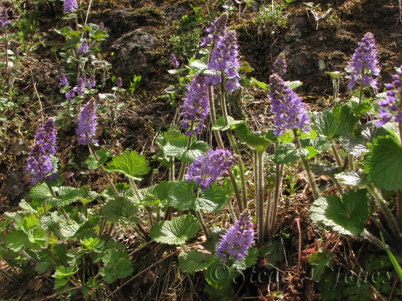 Columbia Kittentails (Latin Name: Synthyris stellata) growing along the Elk Mountain-Kings Mountain Trail. This is a fairly short plant, about 4 to 6 inches tall and usually blooms early in the spring.