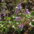 Columbia Kittentails (Latin Name: Synthyris stellata) growing along the Elk Mountain-Kings Mountain Trail. This is a fairly short plant, about 4 to 6 inches tall and usually blooms early in the spring.