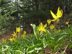 Glacier Lilies blooming along the Elk Mountain Trail in June.