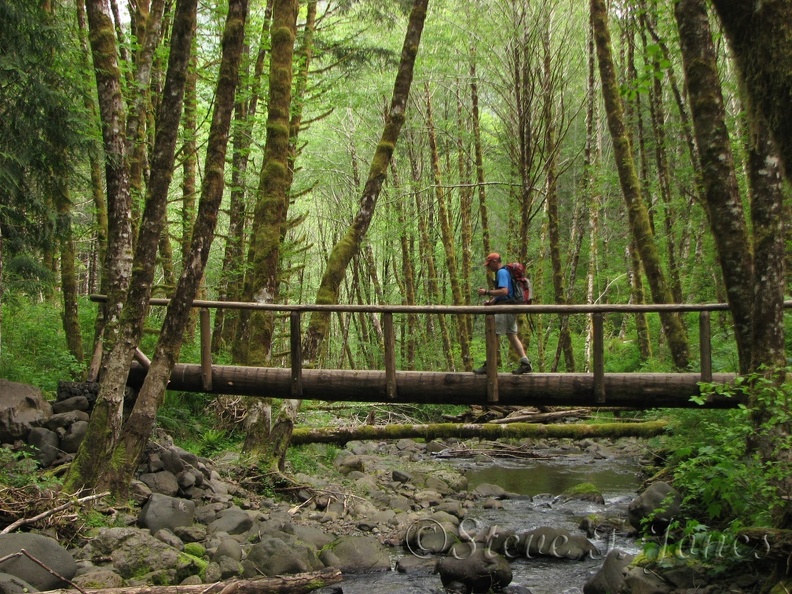 Bob crosses a nice log bridge on the return trail between Kings Mountain Trailhead and Elk Creek.