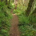 A view of one of the nice sections of the Elk Mountain-Kings Mountain Trail.
