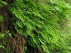 Maidenhair ferns make a beard of green along the Elk Mountain-Kings Mountain Trail.