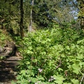 Bleeding Hearts along the Elowah Falls trail in the Columbia River Gorge