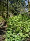 Bleeding Hearts along the Elowah Falls trail in the Columbia River Gorge