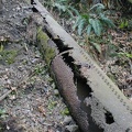 Water pipe on McCord Creek Trail. Think of the effort it took to haul these sections of pipe up the hillside. I think these pipes supplied water to a sawmill.