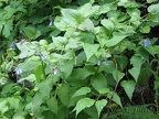 Bluebells blooming along the Snow Lakes Trail.