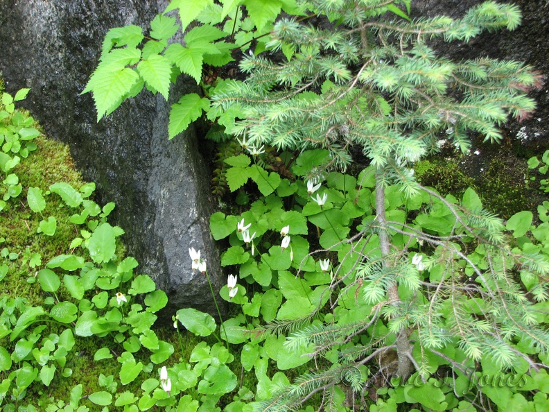 White Shooting Stars blooming along the Snow Lakes Trail.