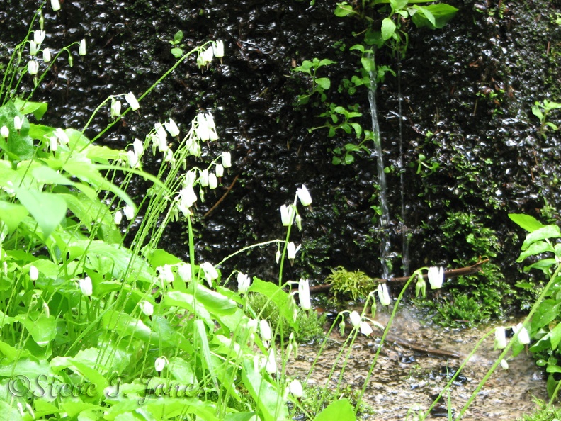 White Shooting Stars blooming along the Snow Lakes Trail.