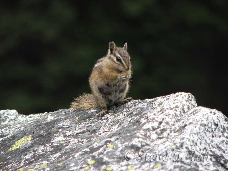 A chipmunk looks for free food along the Snow Lakes Trail.