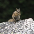 A chipmunk looks for free food along the Snow Lakes Trail.
