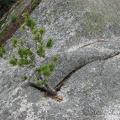 This tenacious little pine tree is growing right out of the granite along Upper Snow Lake.