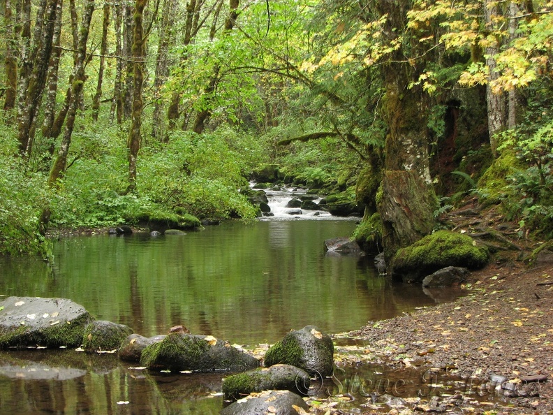 Falls Creek cascades into this lovely still water at the junction of trails 152 and 152A. It is easy to walk down to the stream.