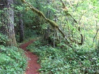 A nice view of a less used portion of Trail 152 as the trail winds through the forest near the creek.