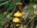 Mushrooms growing on a rotting log along Fire Lane 12.