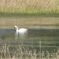A Trumpeter Swan leisurely swims in Steigerwald Lake on the Gibbons Creek Wildlife Art Trail.