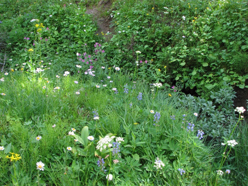 Some wildflowers bloom late into the year along the Glacier Basin Trail.