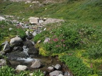 Abundant water feeds carpets of Monkeyflowers in Glacier Basin.