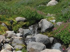 Abundant water feeds carpets of pink Monkeyflowers in Glacier Basin.