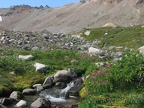 Several small streams provide just the thing for carpets of Monkeyflowers in Glacier Basin.