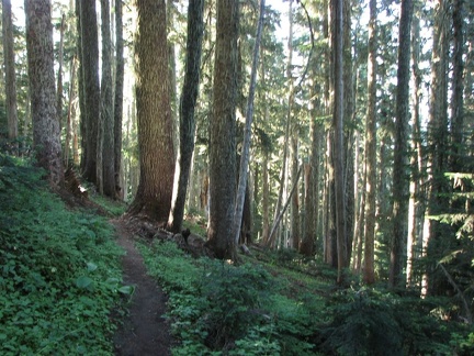 Here is a typical picture of the Glacier View Trail. Some sections of the trail are in much worse shape.