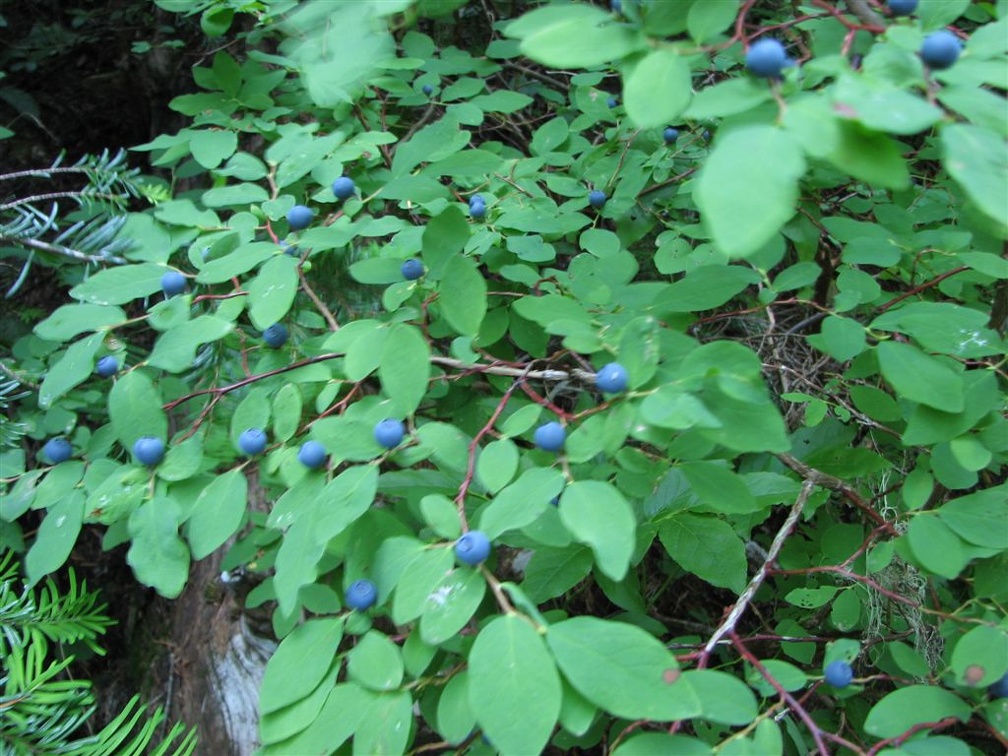 Oval-leaved Blueberry (Latin name: Vaccinium Ovalifolium) loaded with almost ripe blueberries along the Glacier View Trail. This picture was taken in late August.