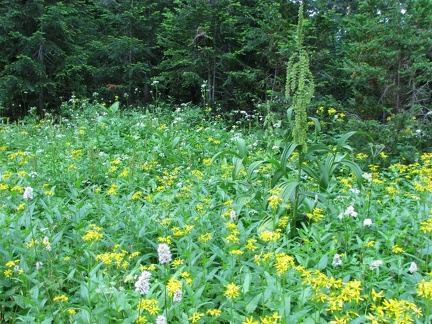 Meadowflowers blooming in a damp meadow on the way to West Lake.