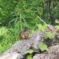 This little guy was at the trailhead having a snack.  Hung out with us for sometime.