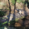 Jasmine tests the bridge to make sure it isn't too slippery to cross.