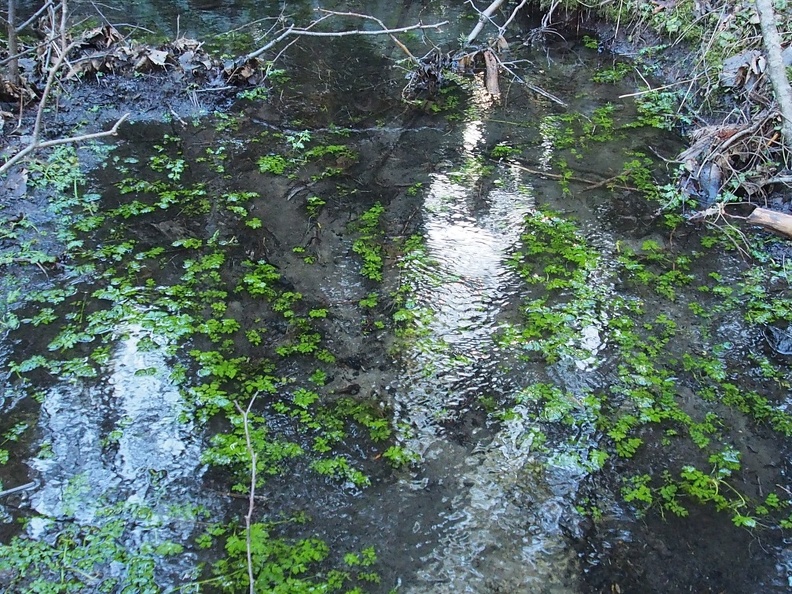 One of the small streams that cross the trail is very nice with some little green plants growing even in winter.