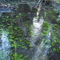 One of the small streams that cross the trail is very nice with some little green plants growing even in winter.