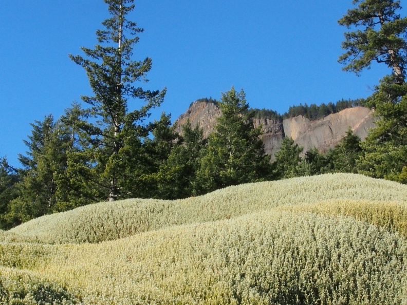 Some interesting mosses grow a bit above the trail along some of the basalt slopes.