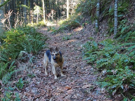 Greenleaf Falls WA 032c