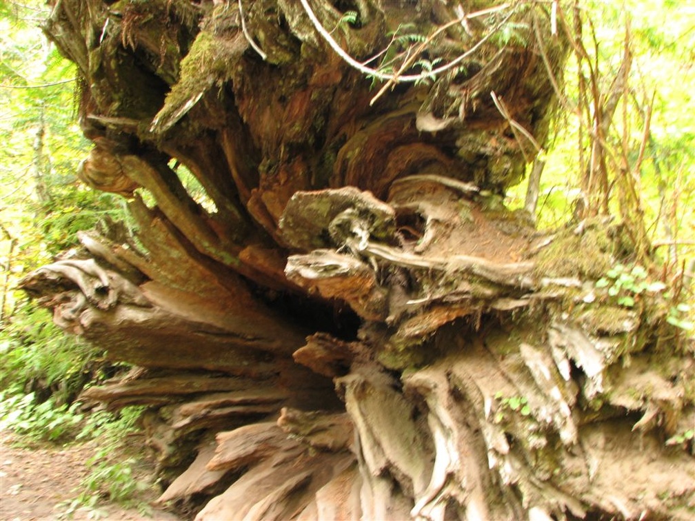 Head-on detail of a cedar stump near the Grove of the Patriarchs in Mt. Rainier National Park.
