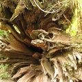 Head-on detail of a cedar stump near the Grove of the Patriarchs in Mt. Rainier National Park.