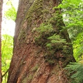 This giant hemlock tree shows its wrinkles from old age in tht Grove of the Patriarchs.