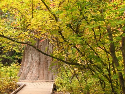 The trunk of a huge cedar tree has a boardwalk built around it to protect the roots from soil compaction from human foot traffic at the Grove of the Patriarchs.