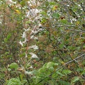 Fireweed seed pods explode harking the end of summer along the Hamilton Mountain Trail.