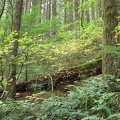 Fall leaves decorate the forest along Don's Trail which is a connector for the Hamilton Mountain Trail.