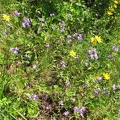 Wildflowers blooming along the upper portion of the Hardy Ridge Loop Trail.